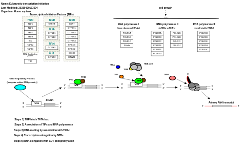 Eukaryotic transcription initiation