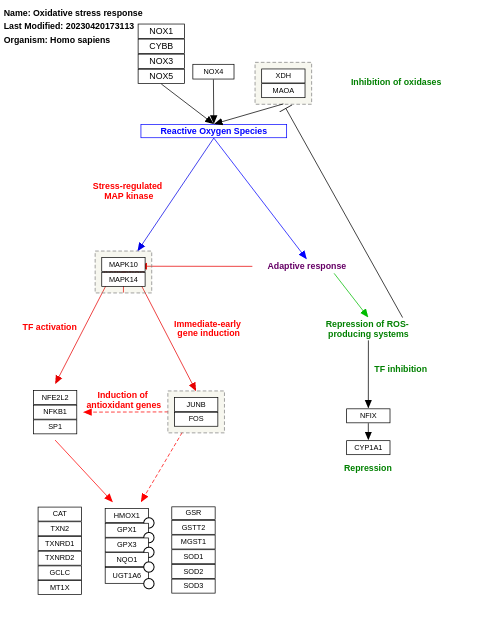Oxidative stress response