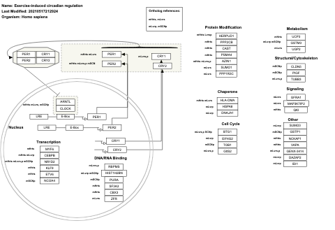 Exercise-induced circadian regulation
