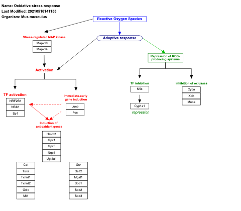Oxidative stress response