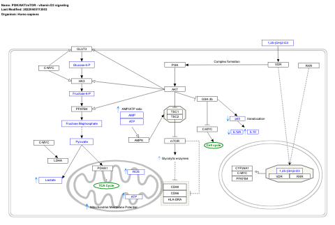 PI3K/AKT/mTOR - vitamin D3 signaling