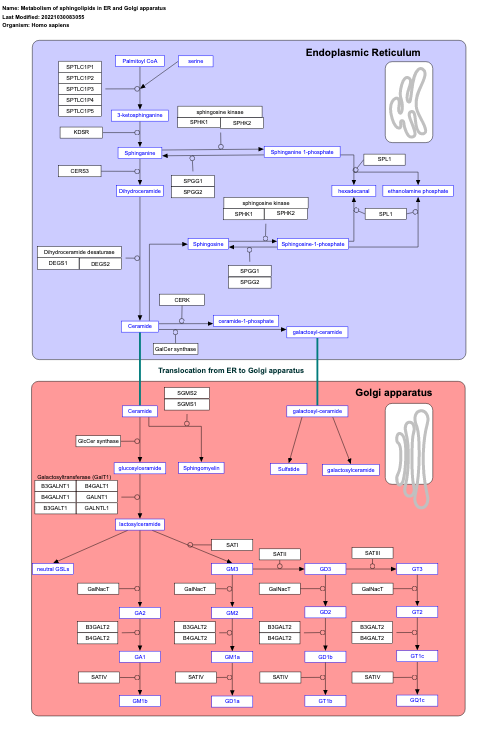 Metabolism of sphingolipids in ER and Golgi apparatus