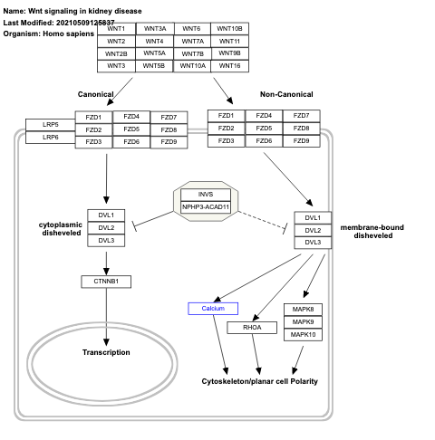 Wnt signaling in kidney disease