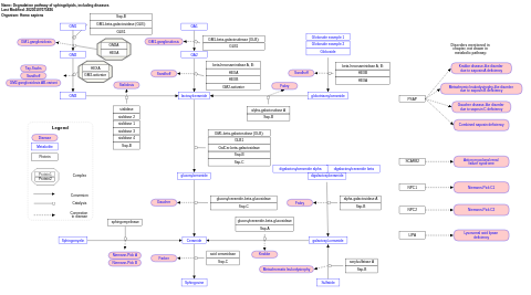Degradation pathway of sphingolipids, including diseases