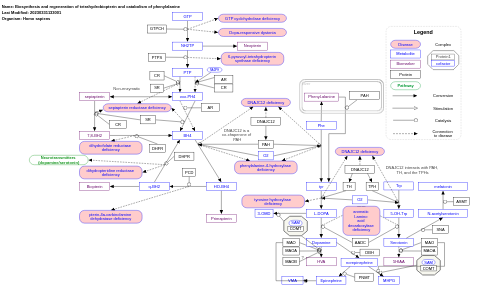 Biosynthesis and regeneration of tetrahydrobiopterin and catabolism of phenylalanine