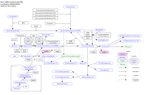 GABA metabolism (aka GHB)