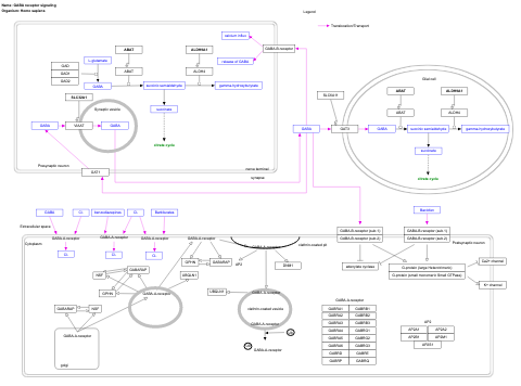 GABA receptor signaling