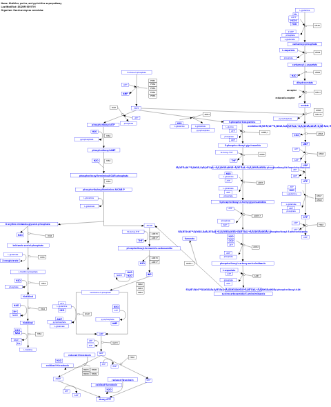 Histidine, purine, and pyrimidine superpathway
