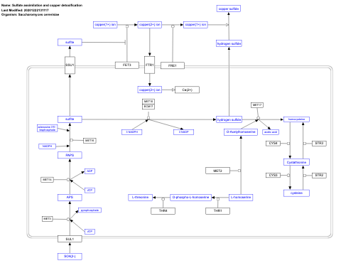 Sulfate assimilation and copper detoxification