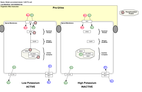 Distal convoluted tubule 1 (DCT1) cell