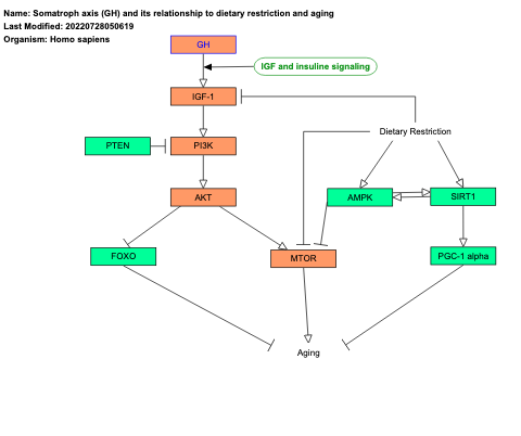 Somatroph axis (GH) and its relationship to dietary restriction and aging