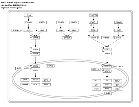 Immune response to tuberculosis