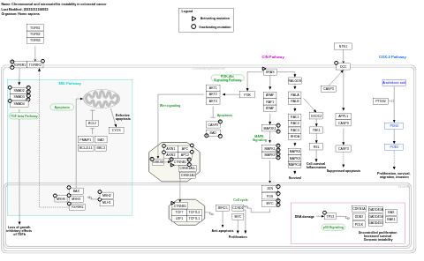 Chromosomal and microsatellite instability in colorectal cancer 