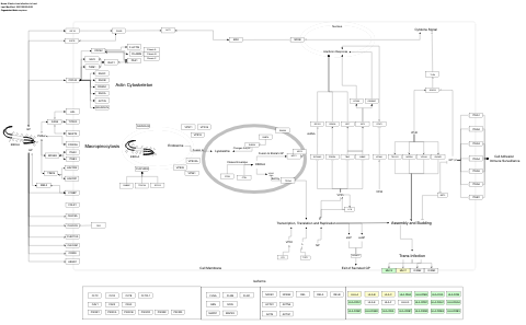 Ebola virus infection in host