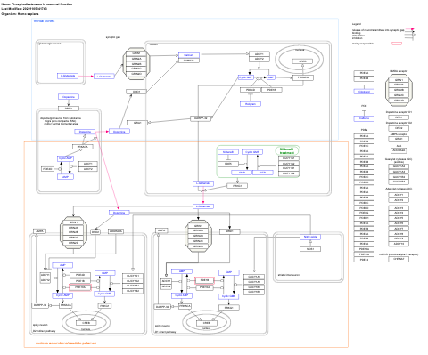 Phosphodiesterases in neuronal function