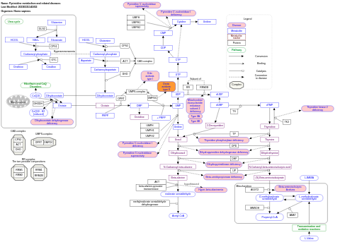 Pyrimidine metabolism and related diseases