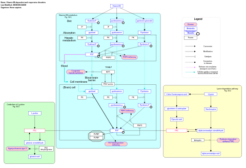 Vitamin B6-dependent and responsive disorders