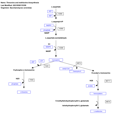 Threonine and methionine biosynthesis