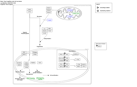 Type 2 papillary renal cell carcinoma