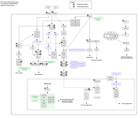 Non-small cell lung cancer