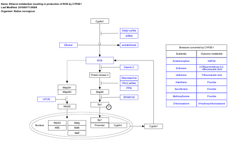 Ethanol metabolism resulting in production of ROS by CYP2E1