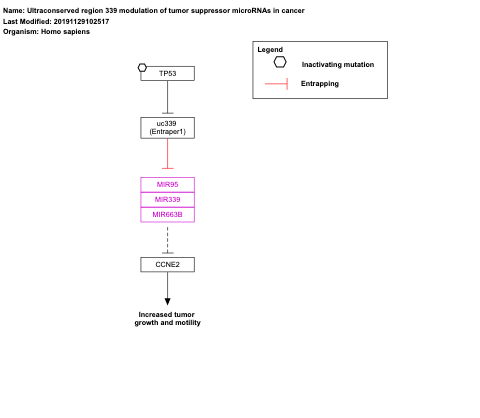Ultraconserved region 339 modulation of tumor suppressor microRNAs in cancer