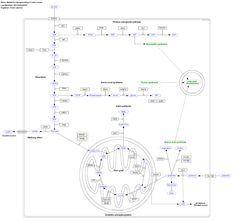 Metabolic reprogramming in colon cancer