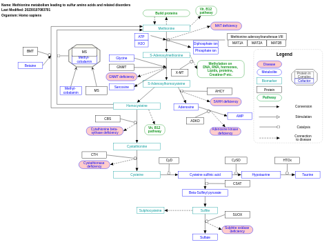 Methionine metabolism leading to sulfur amino acids and related disorders