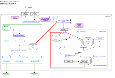 Thiamine metabolic pathways