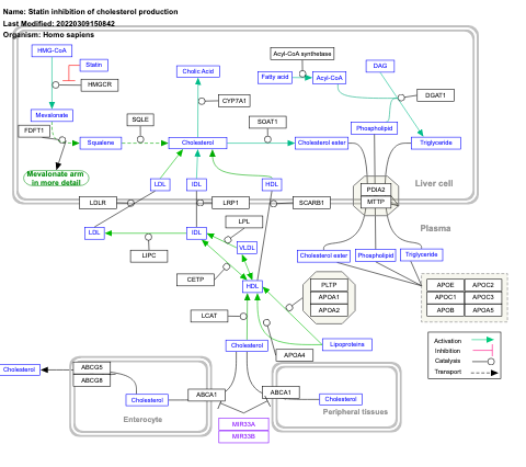 Statin inhibition of cholesterol production
