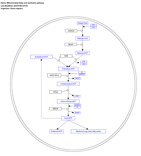 Mitochondrial fatty acid synthesis pathway