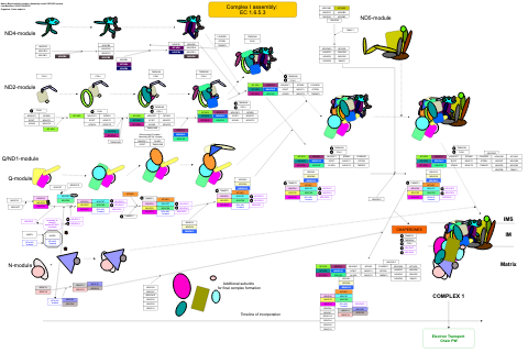 Mitochondrial complex I assembly model OXPHOS system