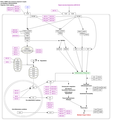 miRNA role in immune response in sepsis