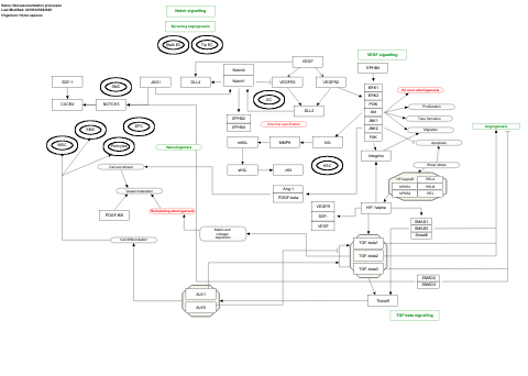 Neovascularisation processes
