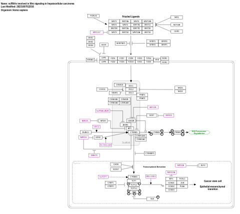 ncRNAs involved in Wnt signaling in hepatocellular carcinoma