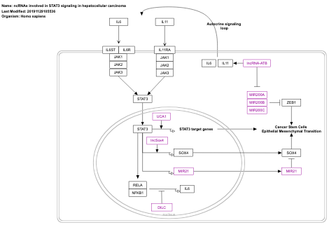 ncRNAs involved in STAT3 signaling in hepatocellular carcinoma