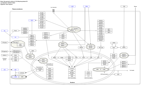 Non-genomic actions of 1,25 dihydroxyvitamin D3