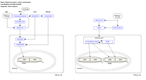 Vitamins A and D - action mechanisms