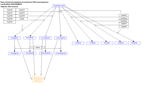 Eicosanoid metabolism via cytochrome P450 monooxygenases
