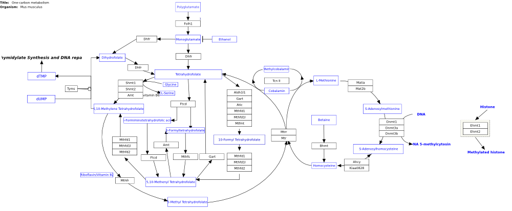 One-carbon metabolism