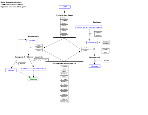 Glycogen metabolism