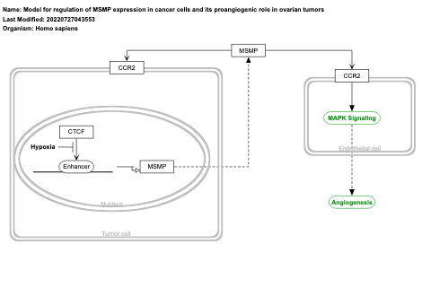 Model for regulation of MSMP expression in cancer cells and its proangiogenic role in ovarian tumors