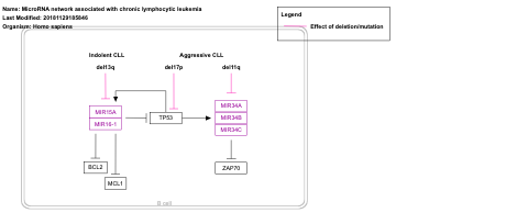 MicroRNA network associated with chronic lymphocytic leukemia