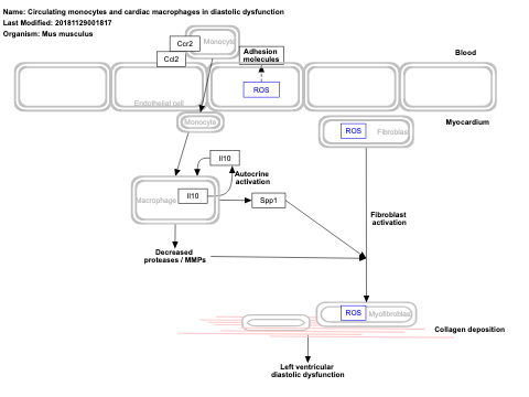 Circulating monocytes and cardiac macrophages in diastolic dysfunction