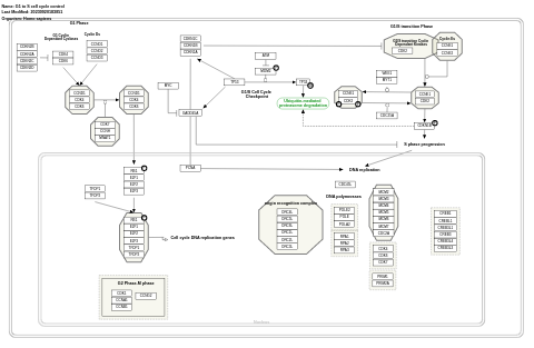 G1 to S cell cycle control
