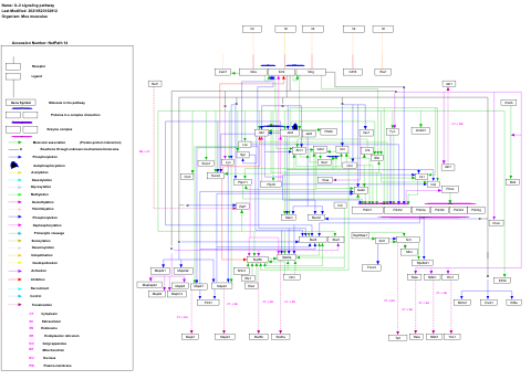 IL-2 signaling pathway