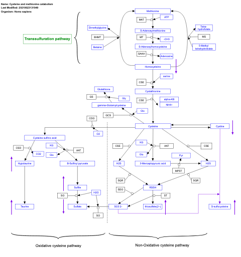 Cysteine and methionine catabolism
