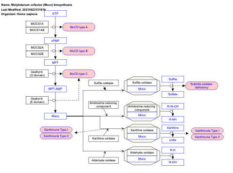 Molybdenum cofactor (Moco) biosynthesis