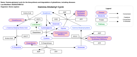 Gamma-glutamyl cycle for the biosynthesis and degradation of glutathione, including diseases