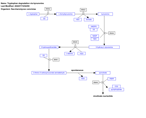 Tryptophan degradation via kynurenine